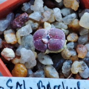 lithops salicola bacchus
