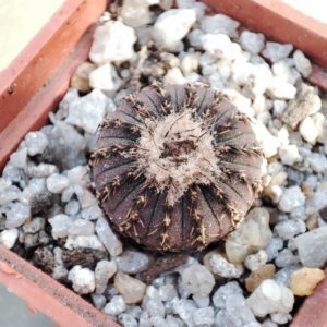 Frailes asteroides