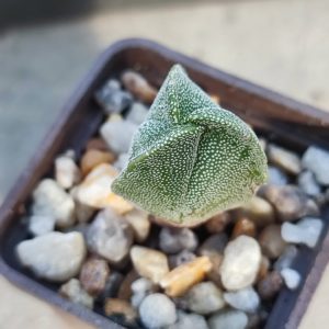 Astrophytum myriostigma tricostum