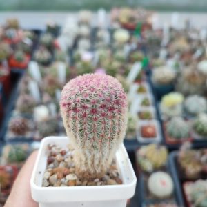 Echinocereus rigidissimus rubrispinus