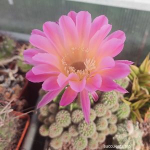 echinopsis hybrid ціна за пагін з цієї рослини