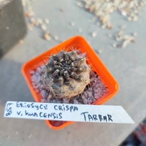 eriosyce crispa v huascensis Tarbar
