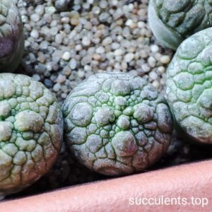 pseudolithos eylensis