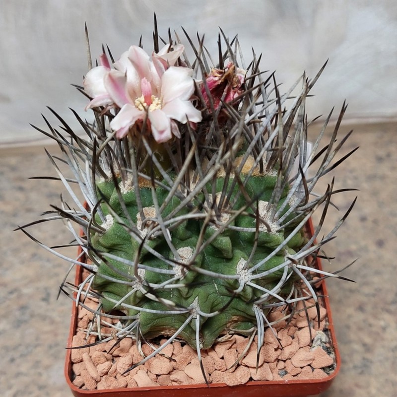 744 Neochilenia spesies