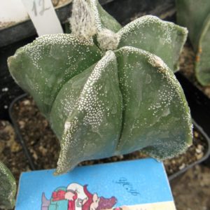 Astrophytum myriostigma #12