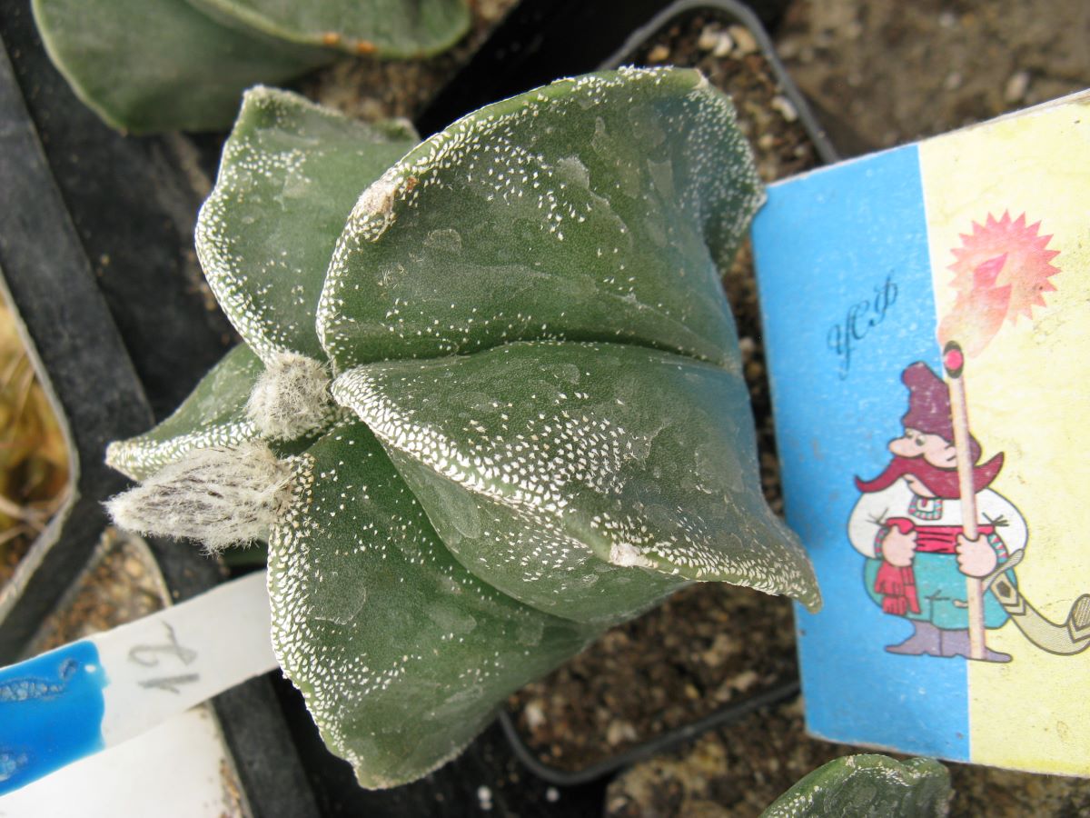 Astrophytum myriostigma #12