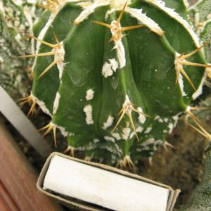 Astrophytum ornatum v Fuckurui #1