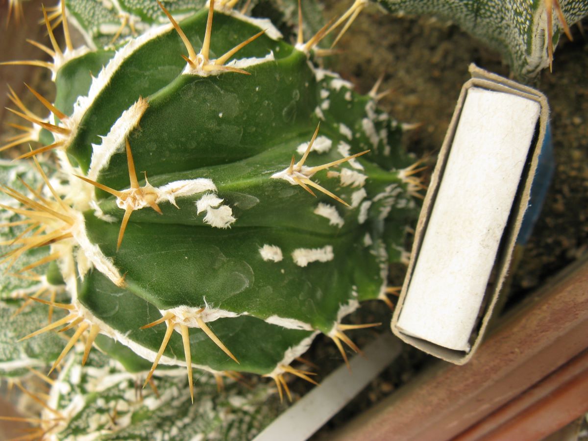 Astrophytum ornatum v Fuckurui #1