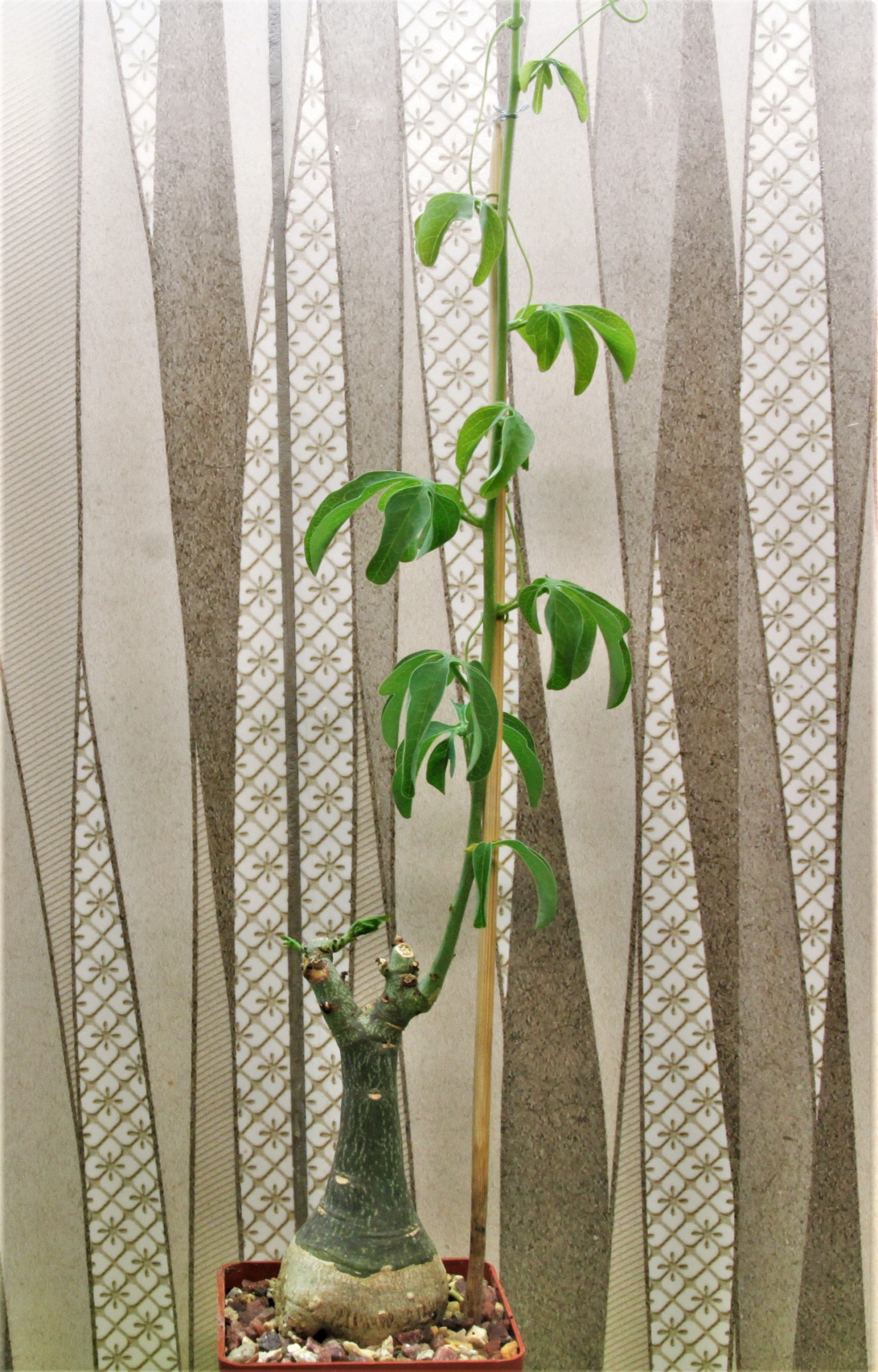 Adenia-glauca-2