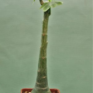 Adenia-glauca-3