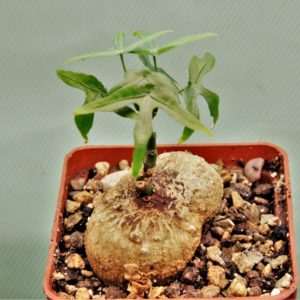 Adenia-kirkii-Arabuko-Sokoke-Kenya 5