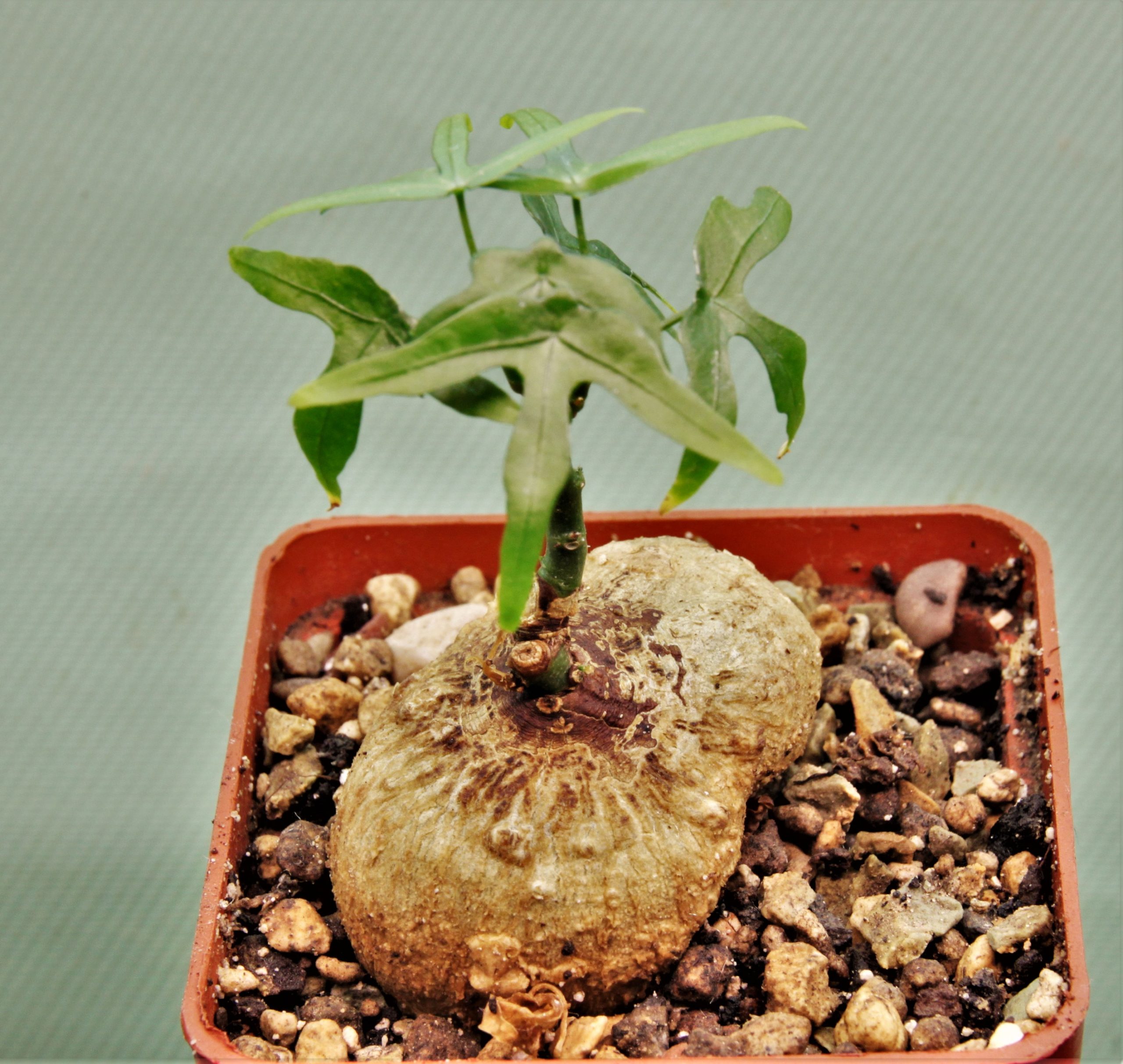 Adenia-kirkii-Arabuko-Sokoke-Kenya 5