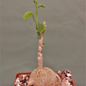 Adenia-lanceolata-Tanzania-2