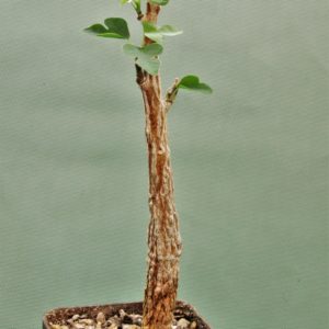 Adenia-olaboensis-1.Madagascar.