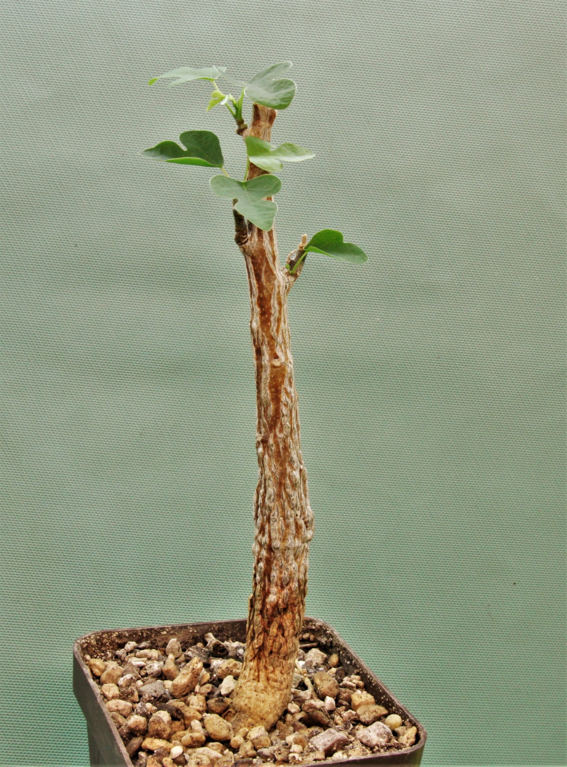 Adenia-olaboensis-1.Madagascar.