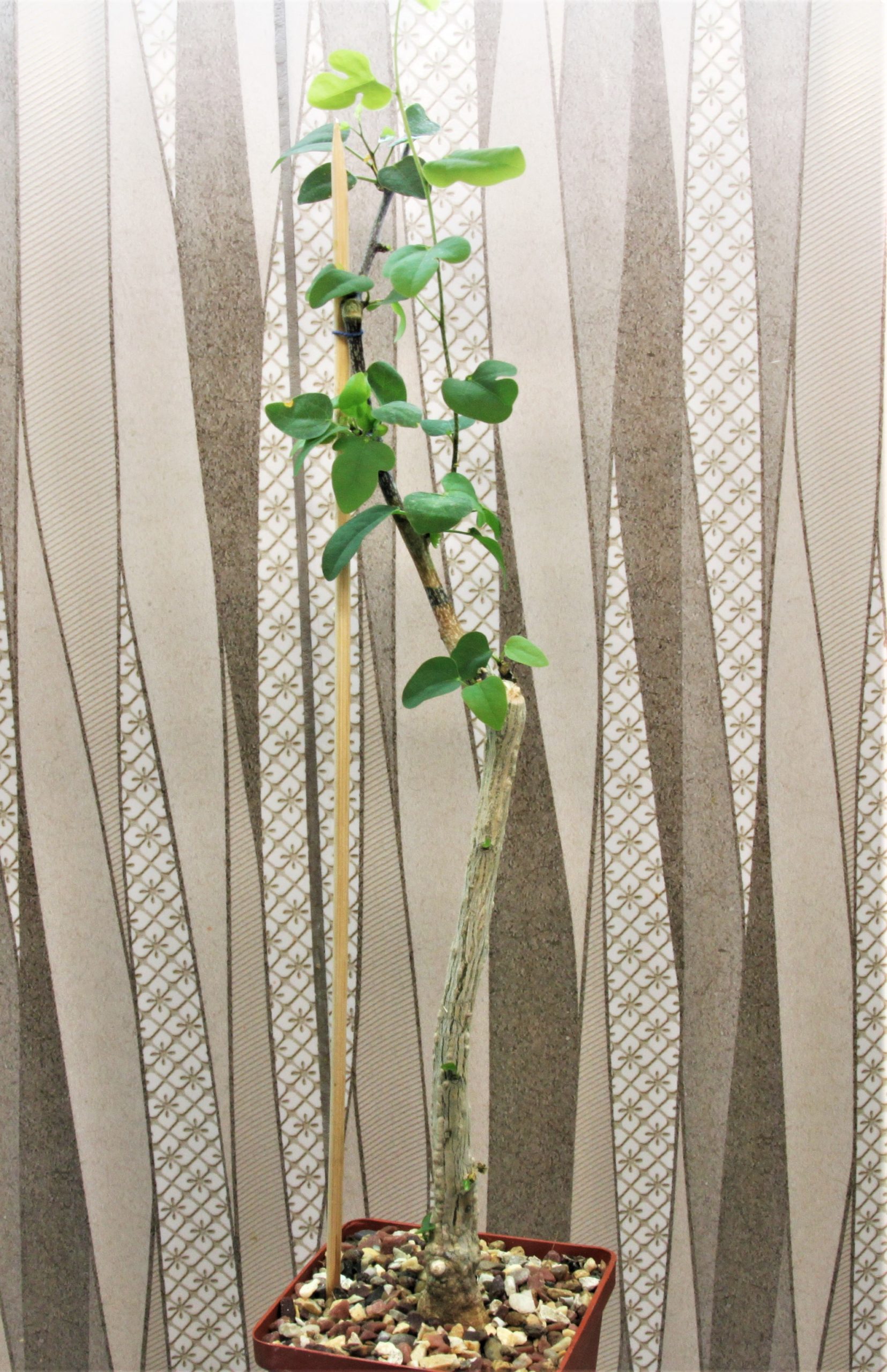 Adenia-olaboensis-2. Madagascar