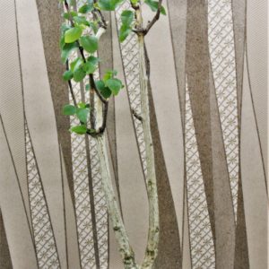 Adenia-olaboensis-3. Madagascar.