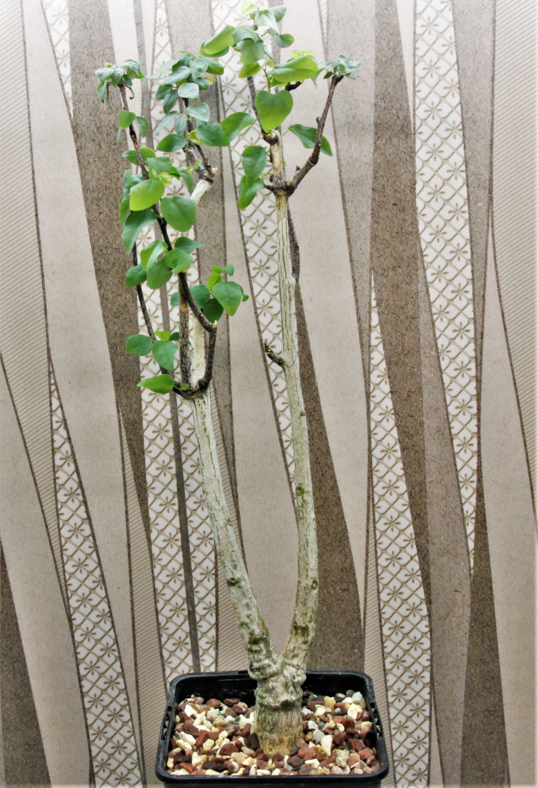 Adenia-olaboensis-3. Madagascar.