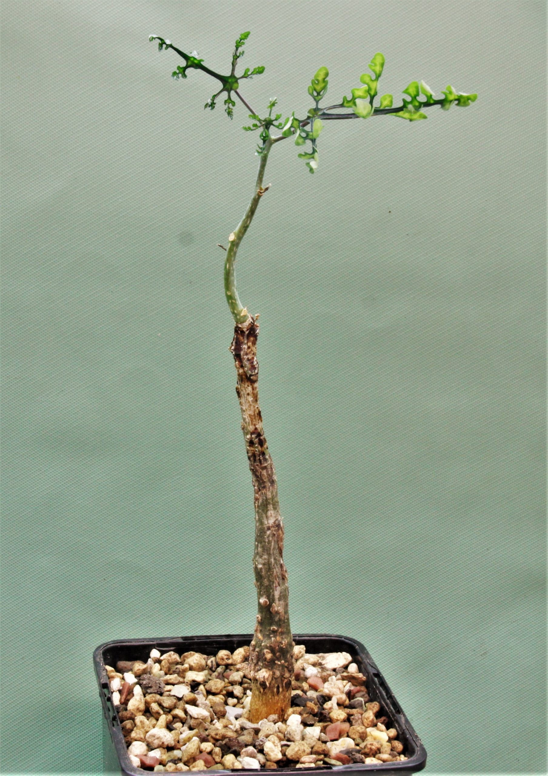 Adenia-perrieri-2