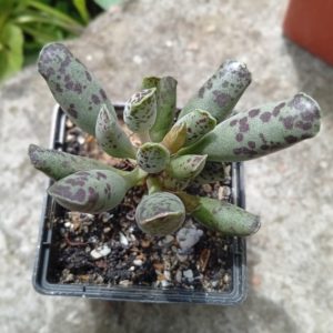 Adromischus cooperi Festivus