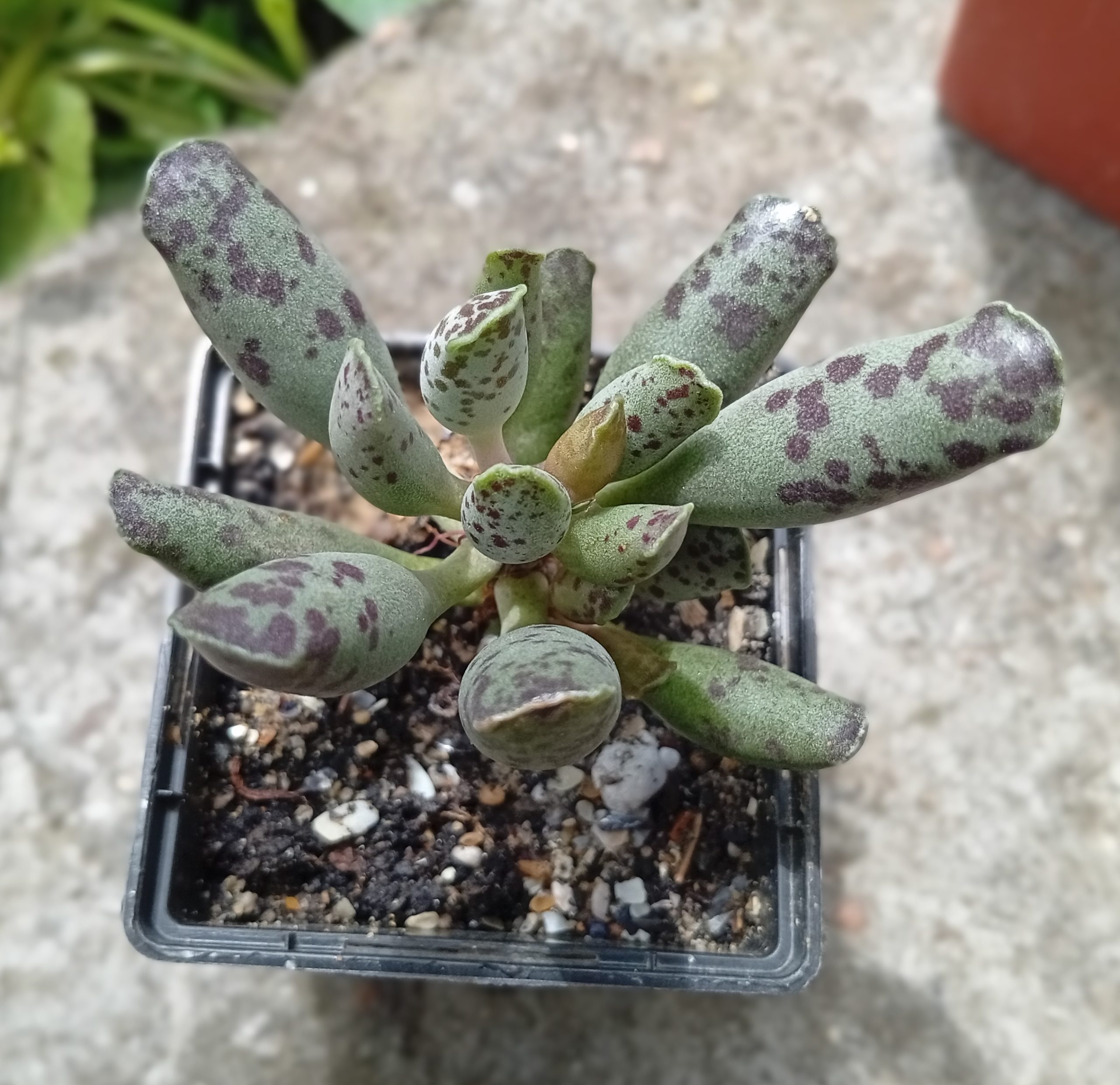 Adromischus cooperi Festivus