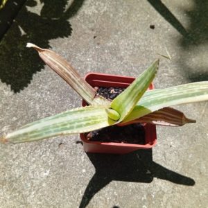 Aloe Toffy Tiger