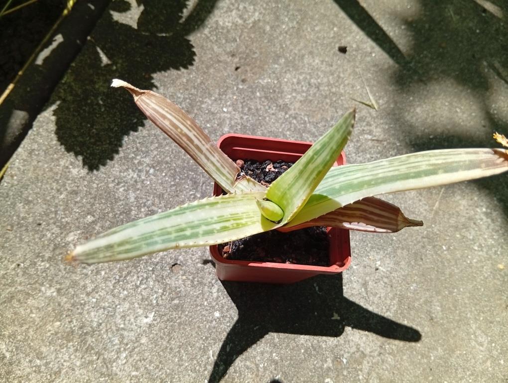 Aloe Toffy Tiger