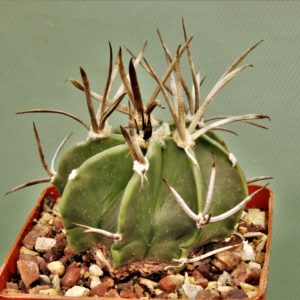 Astrophytum-capricorne-sv.Buffalo