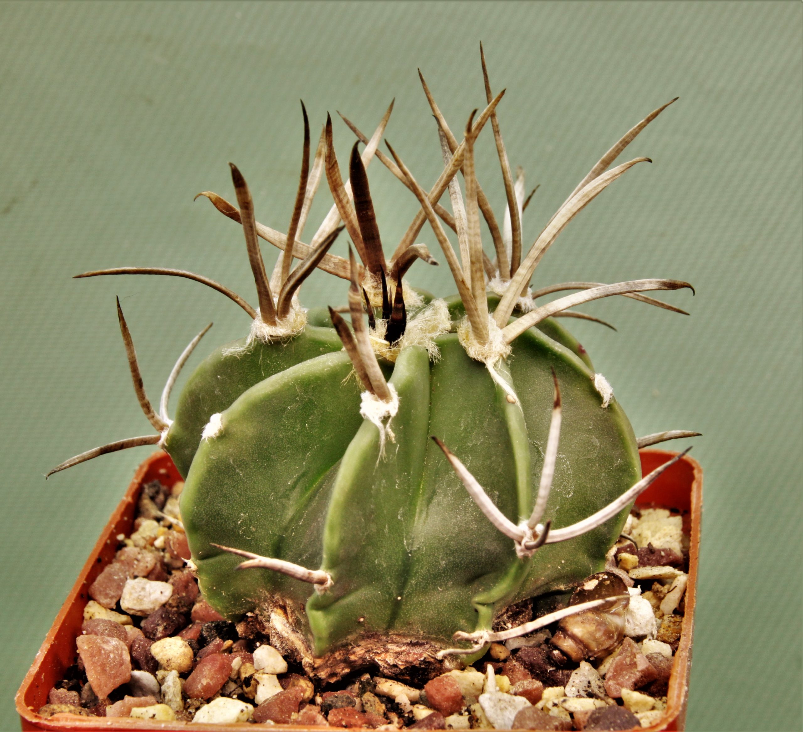Astrophytum-capricorne-sv.Buffalo