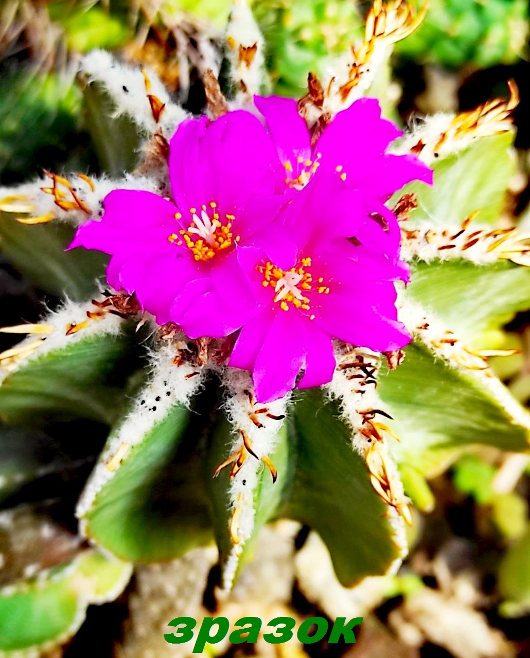 Aztekium hintonii