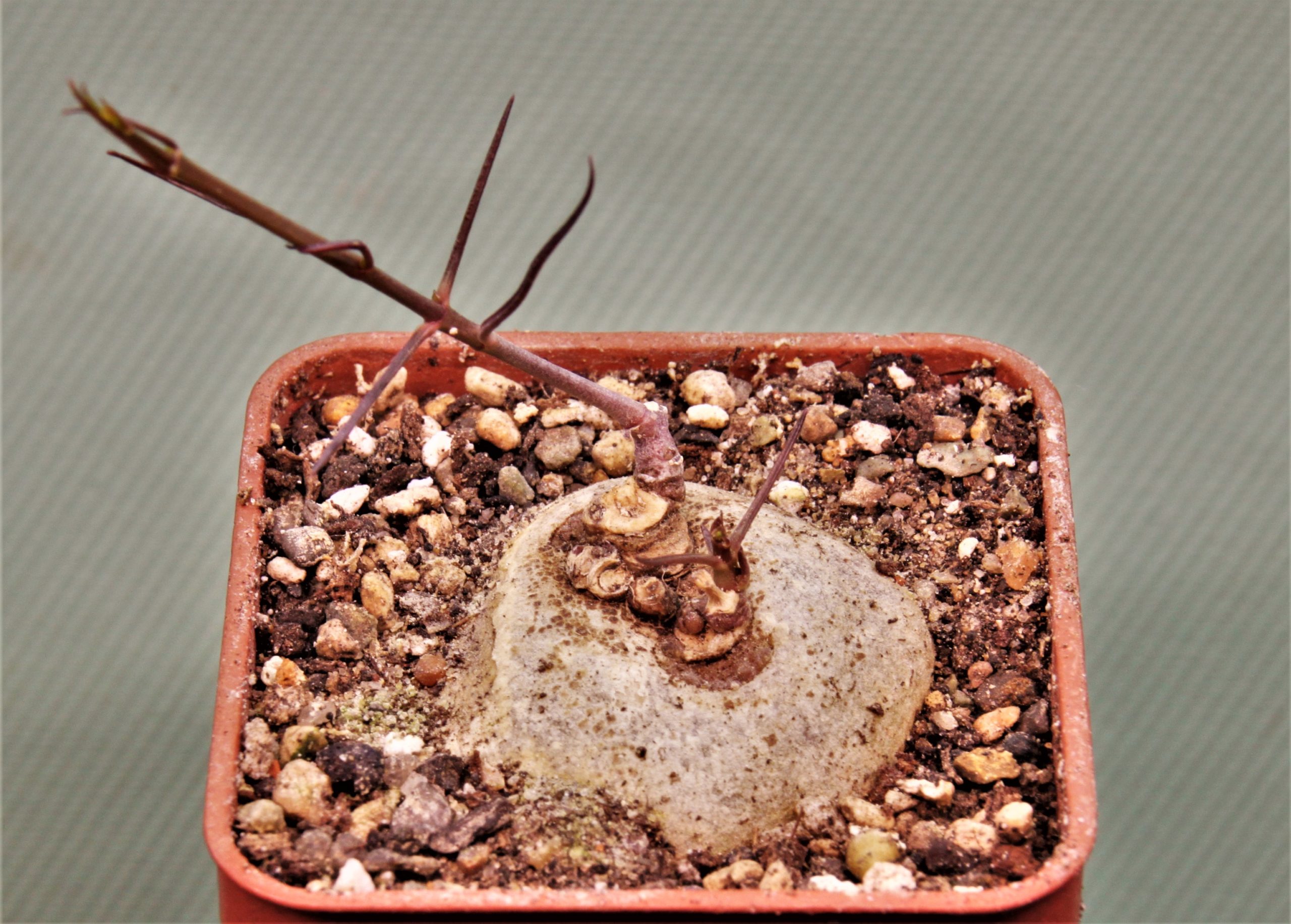 Ceropegia-acicularis.