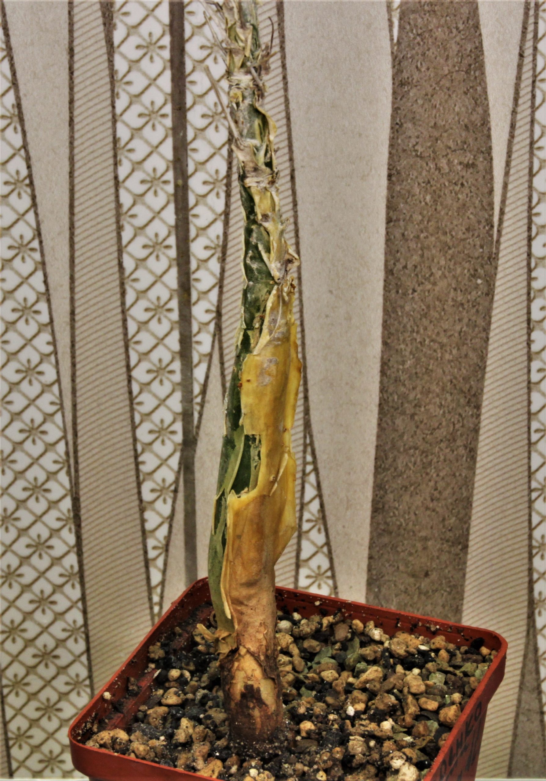 Commiphora longipedicelata PV 2704. Kenia. Кубик 8х8см. 2000грн.-