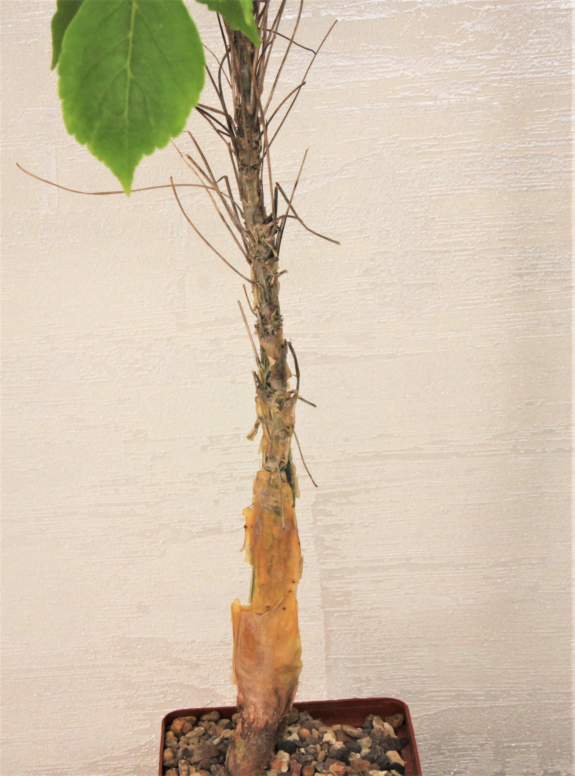 Commiphora longipedicelata PV 2704. Kenia. Кубик 8х8см. 2000грн.