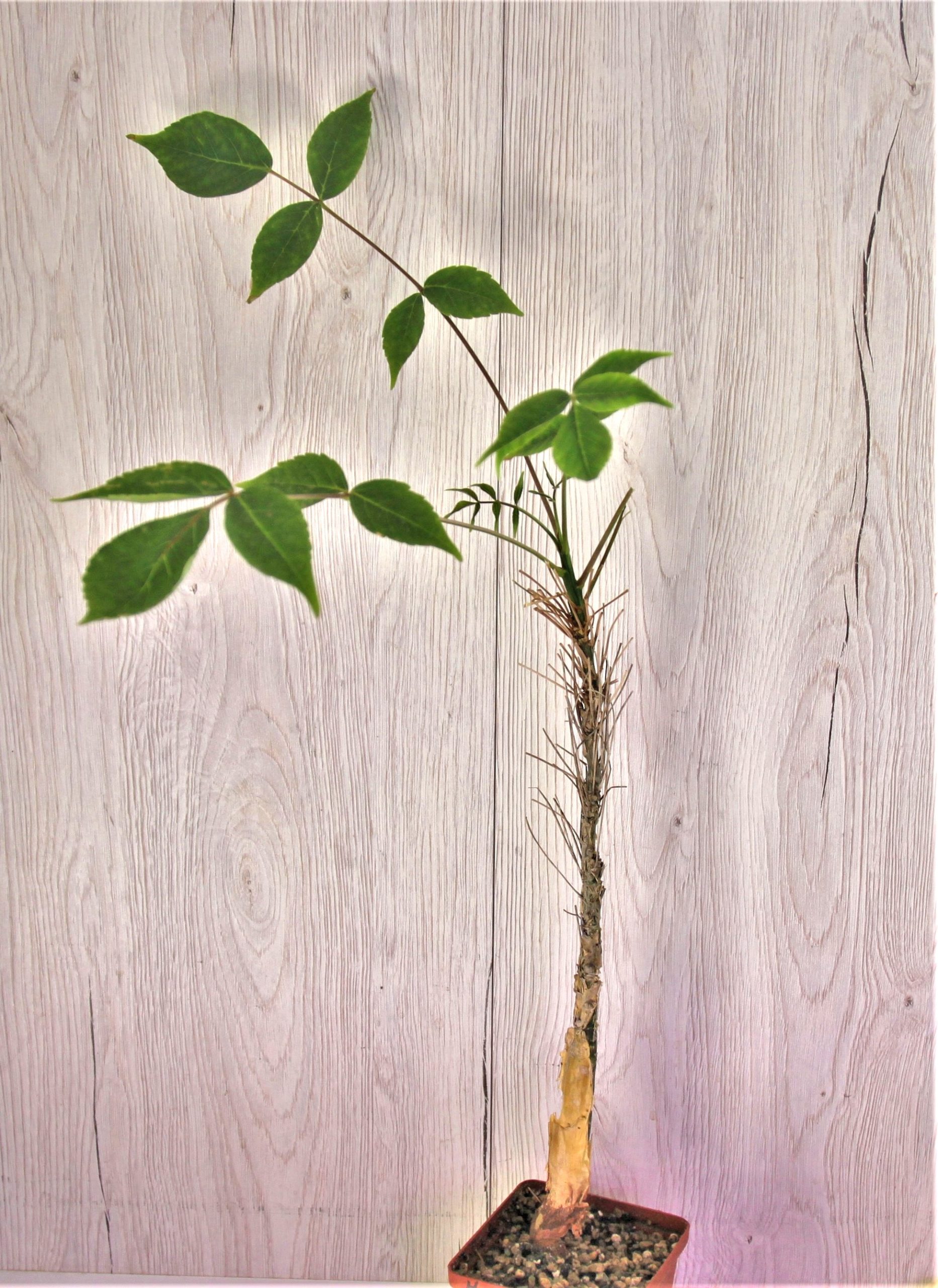 Commiphora-longipedicelata-PV-2704. Kenia.