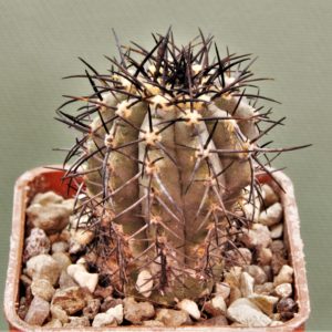 Copiapoa-calderana-PV2136-2
