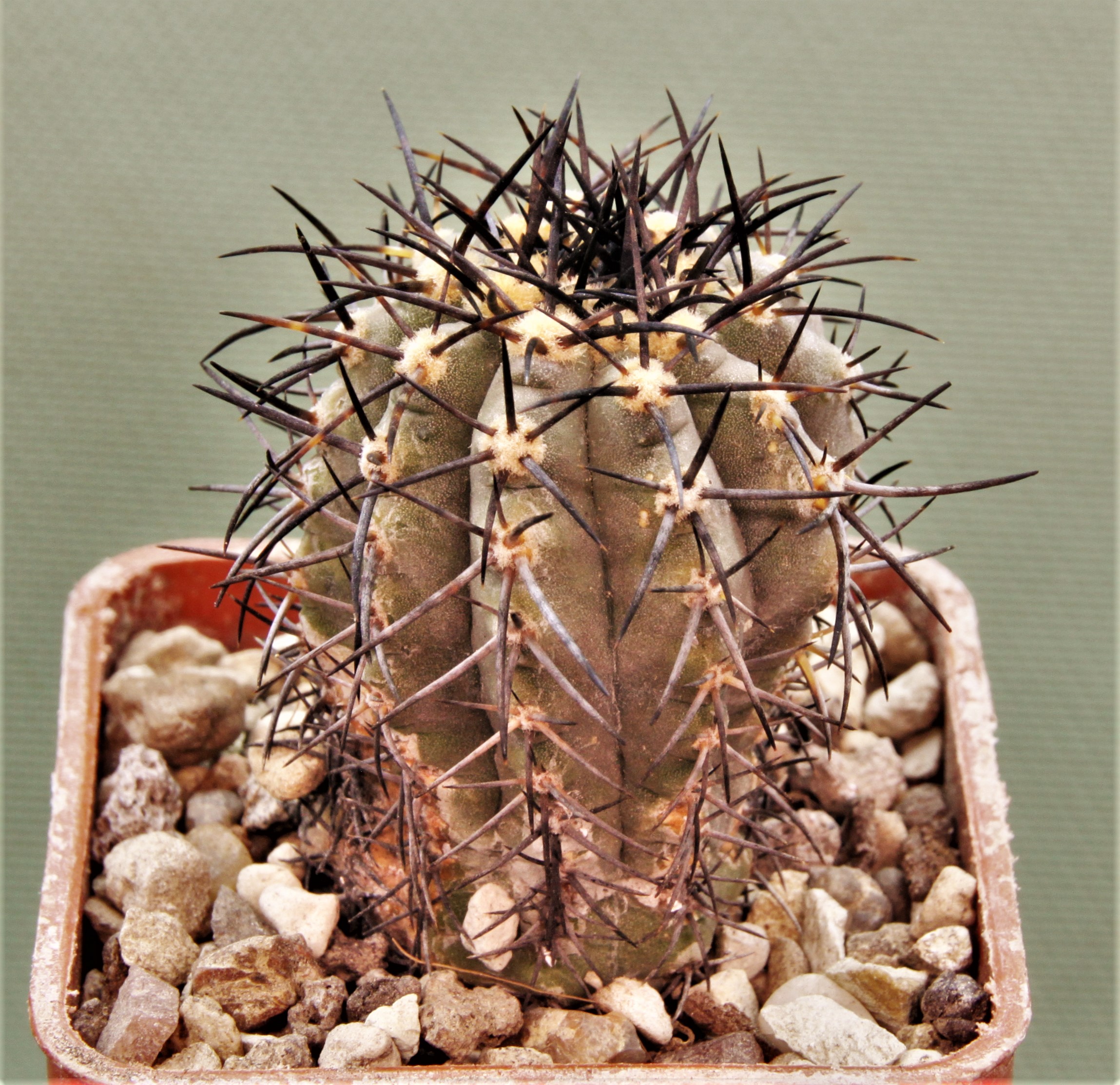 Copiapoa-calderana-PV2136-2