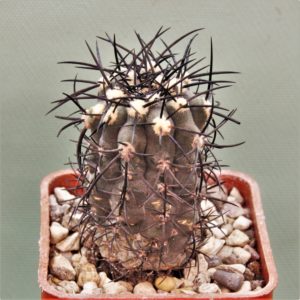 Copiapoa-calderana-PV2136-3