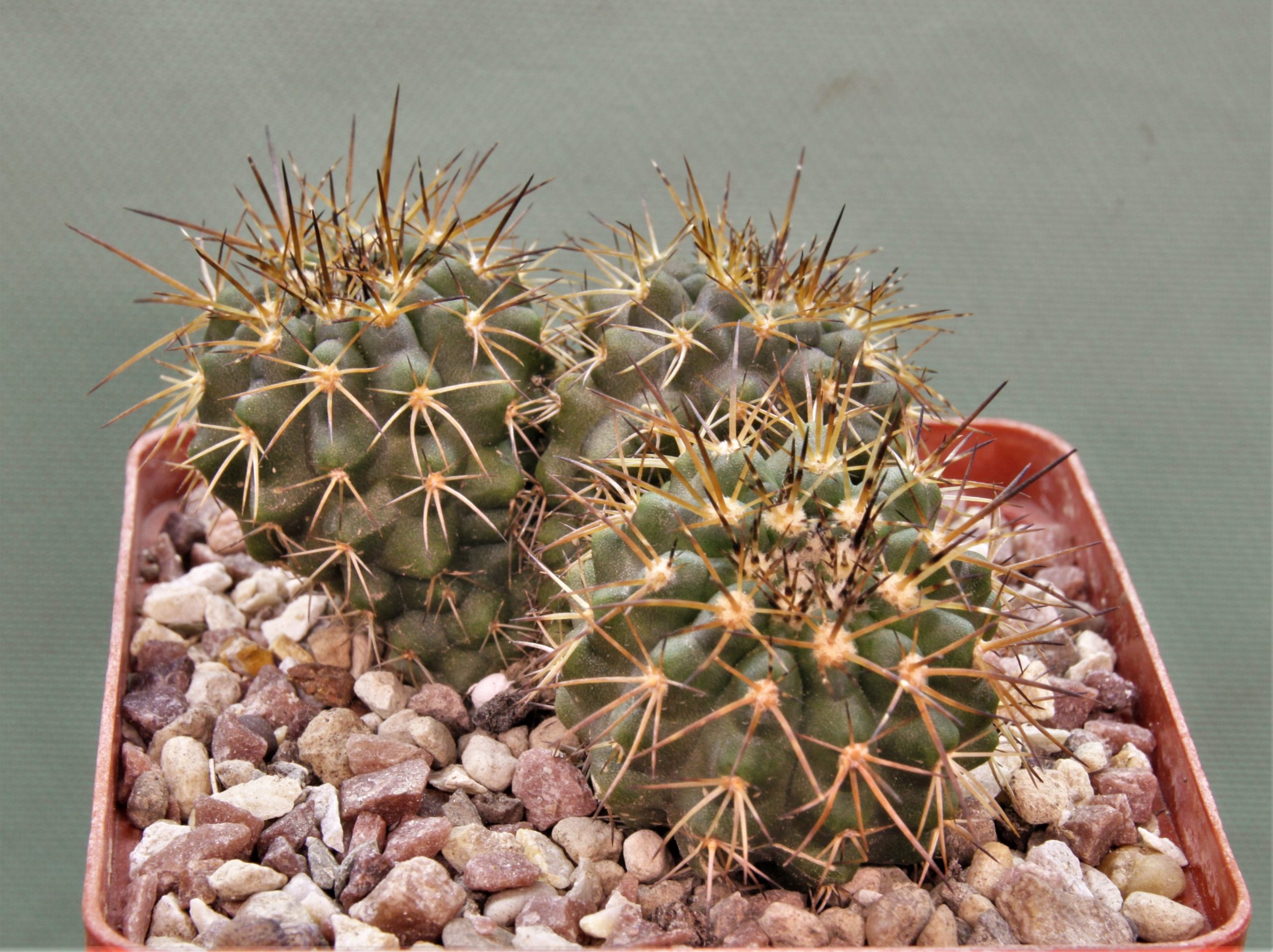 Copiapoa-calderana-v.spinosior-PV-2206.