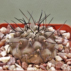 Copiapoa-dealbata-PV-2246-2