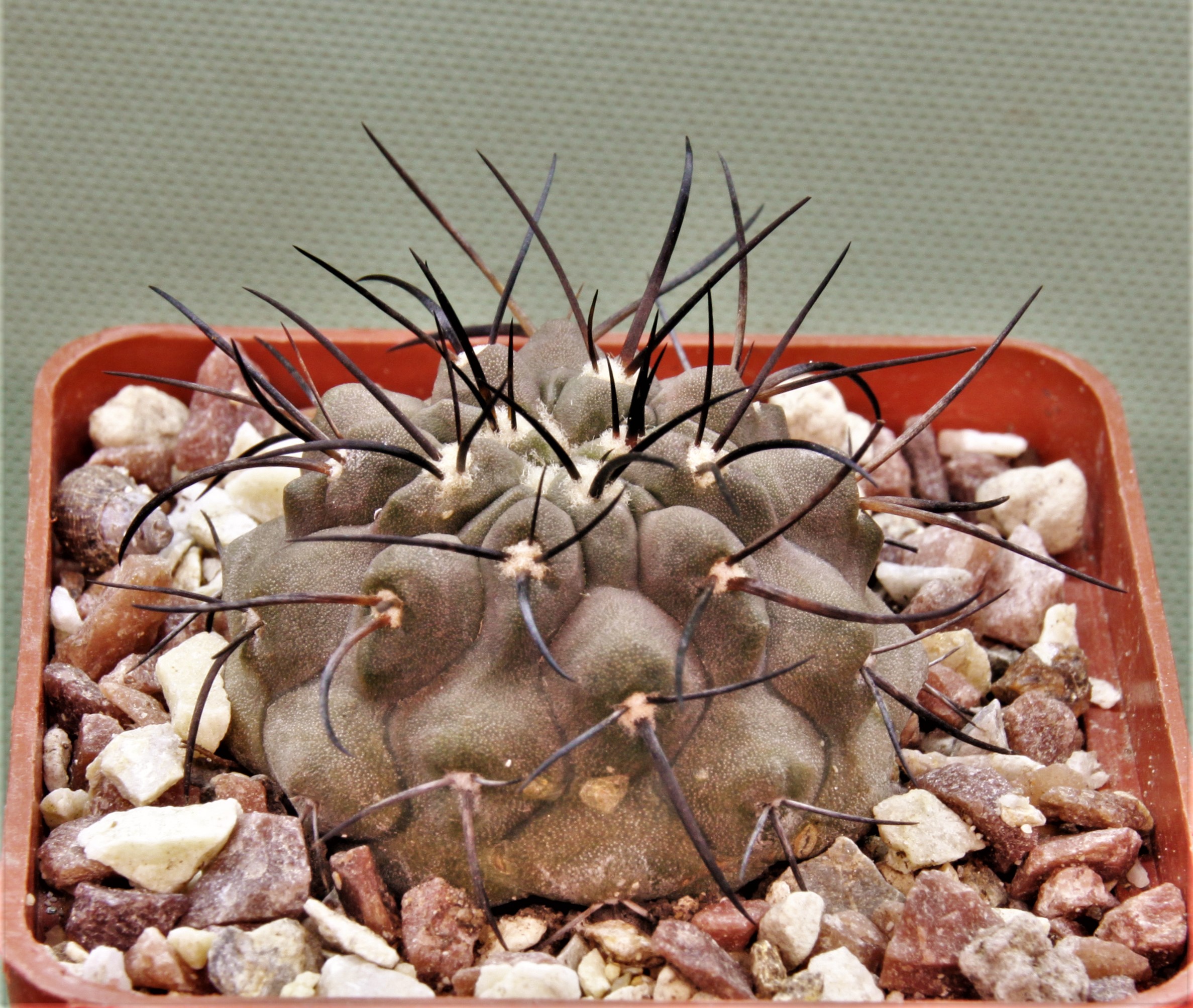 Copiapoa-dealbata-PV-2246-2