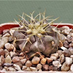 Copiapoa-haseltoniana-JO-1706-1.