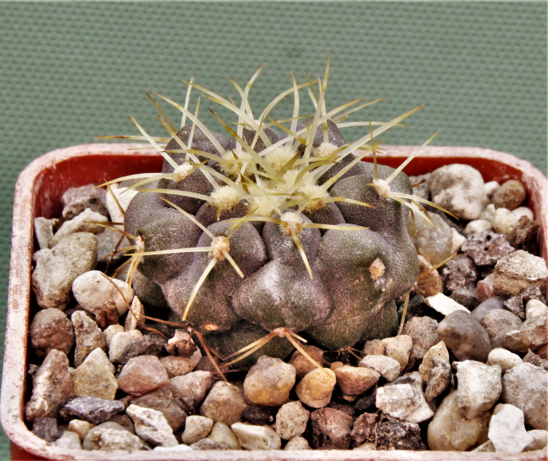 Copiapoa-haseltoniana-JO-1706-1.