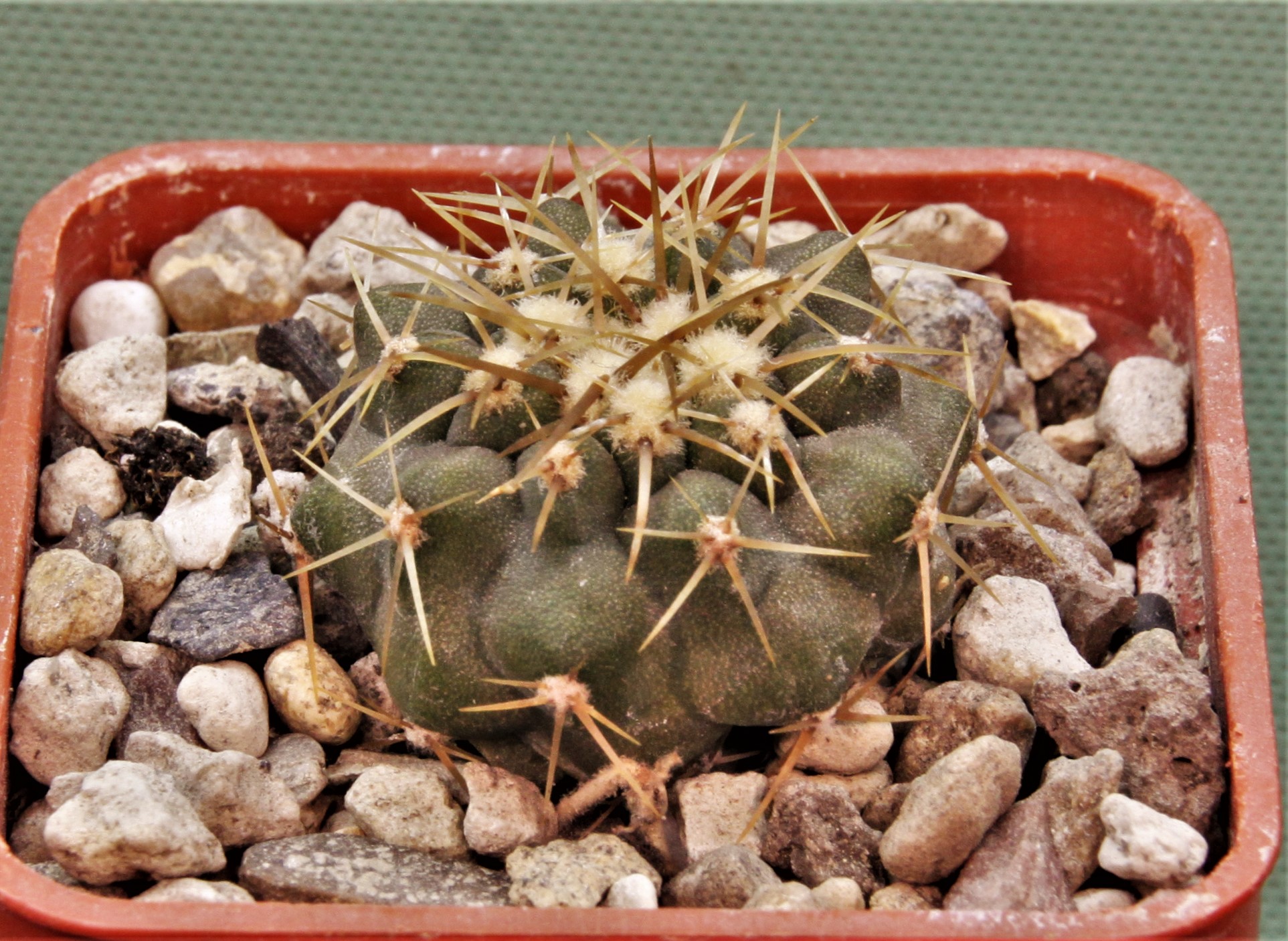 Copiapoa-haseltoniana-JO-1706-2.