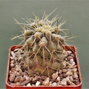 Copiapoa-haseltoniana-PV2417-2