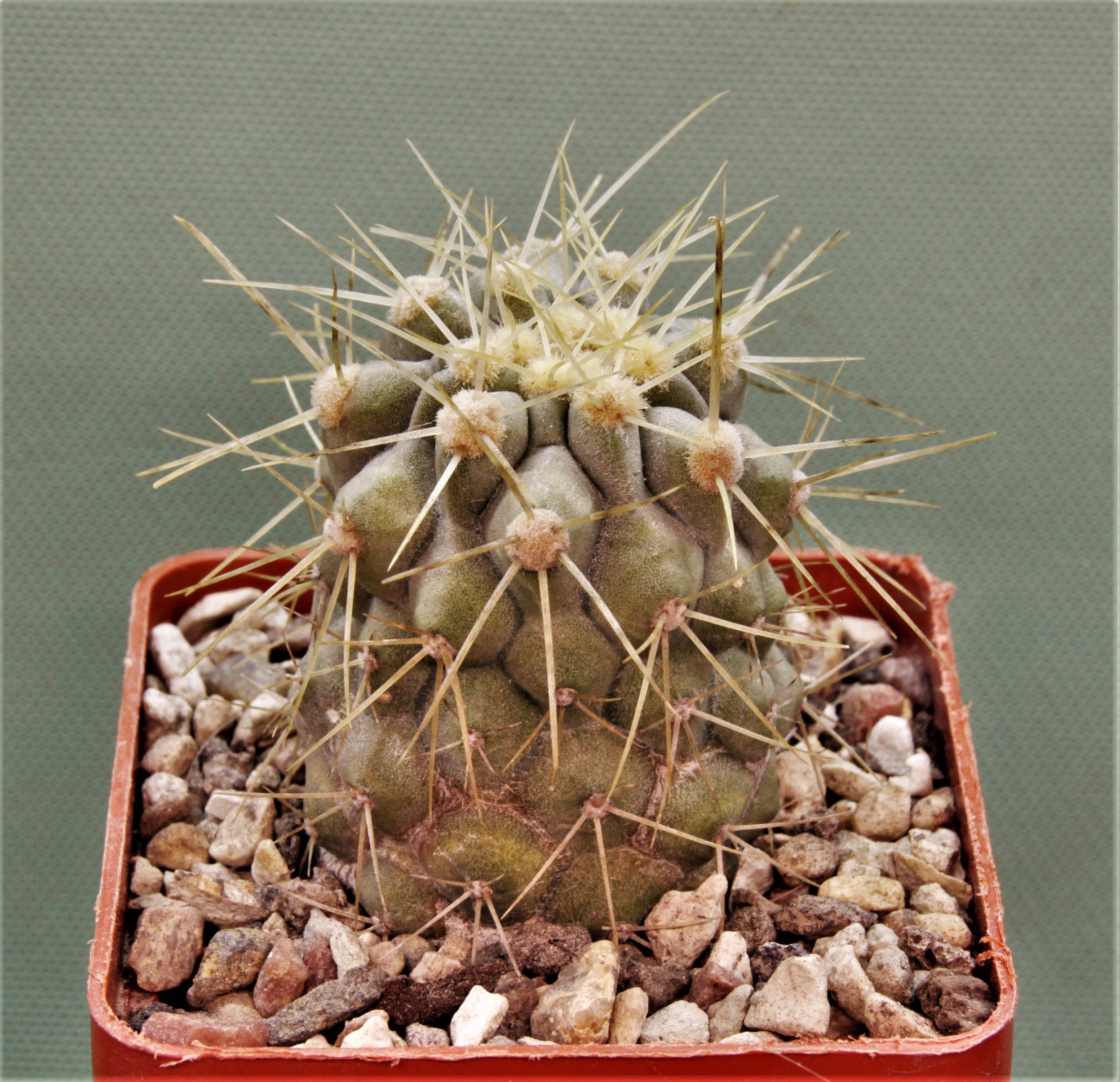 Copiapoa-haseltoniana-PV2417-2
