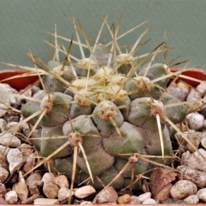 Copiapoa-haseltoniana-PV2417-3.