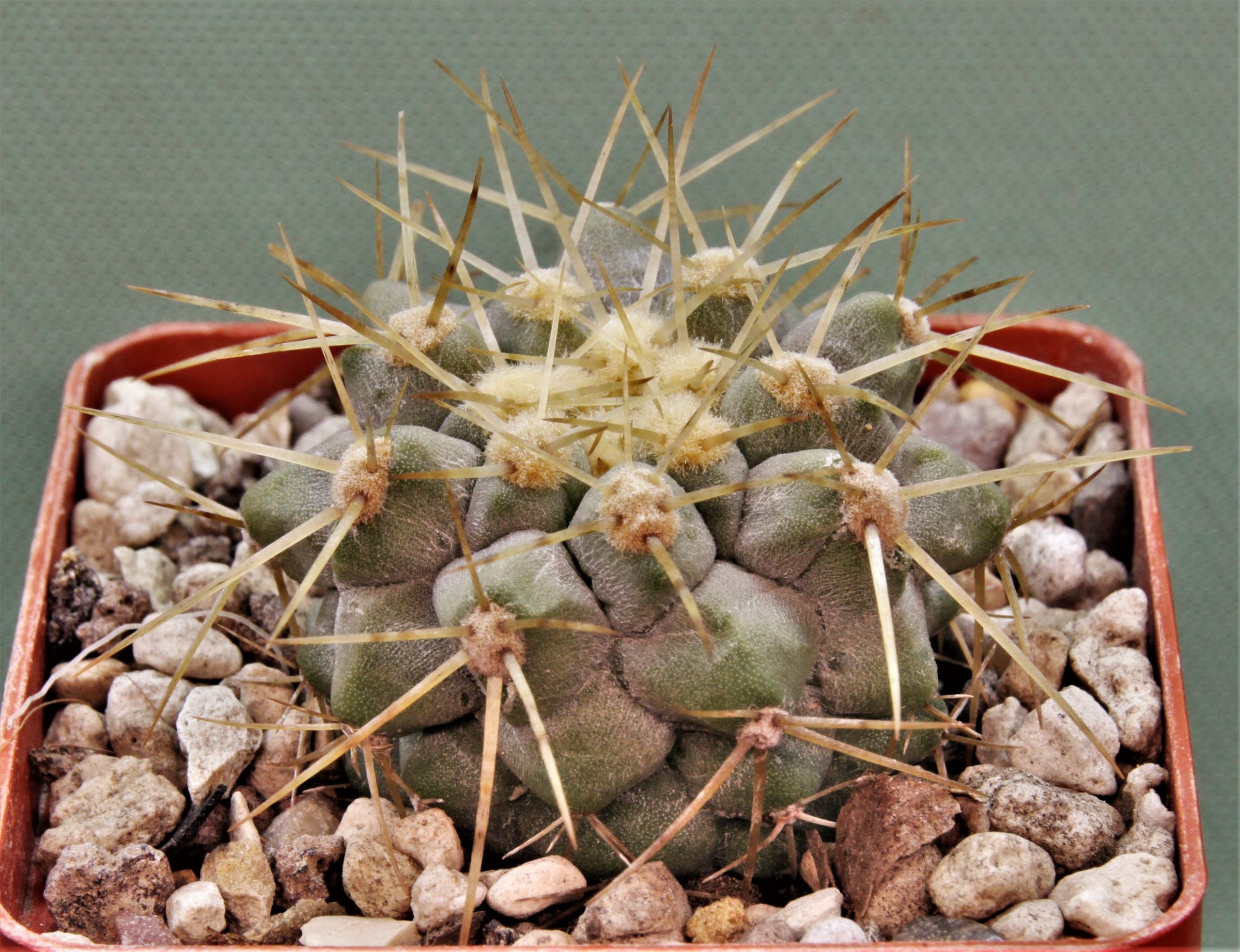 Copiapoa-haseltoniana-PV2417-3.