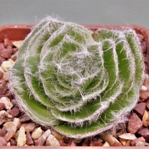Crassula-barbara-