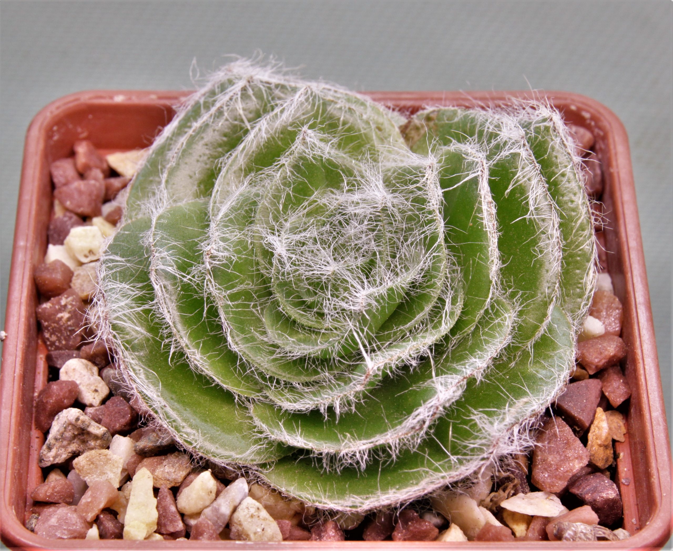 Crassula-barbara-