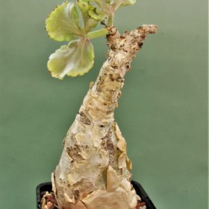 Cyphostemma-betiforme.